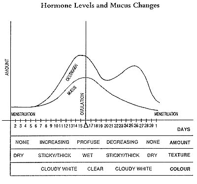 Mucus changes during menstrual cycle